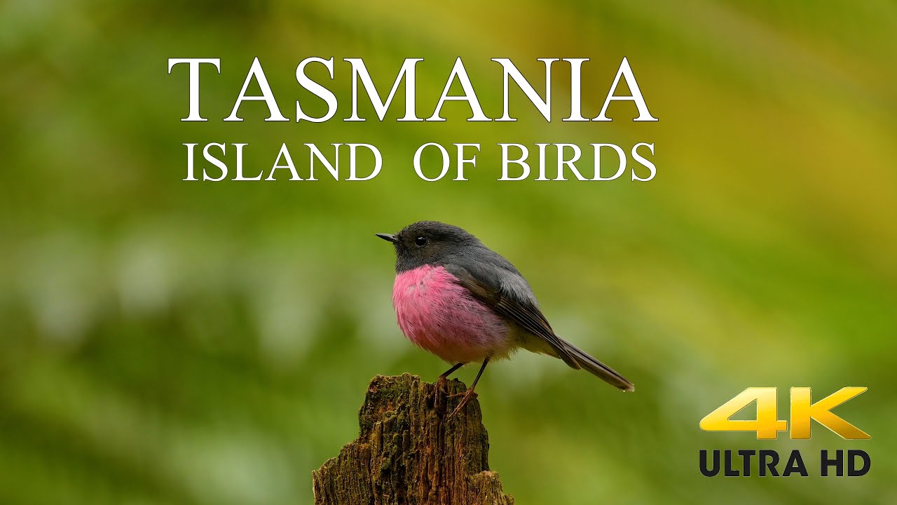 AUSTRALIA DOCUMENTARY 4K / TASMANIA Birds and Wildlife / Tasmania Island of Birds. #DiscoverTasmania