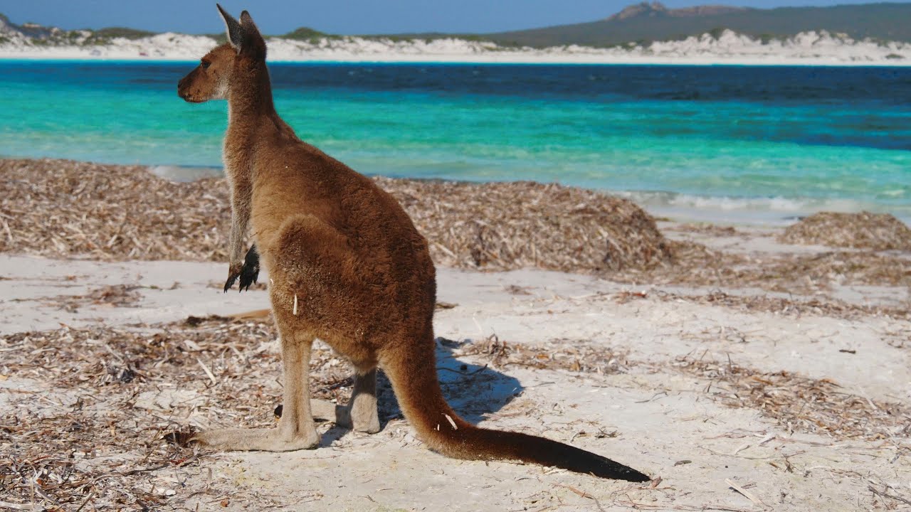 Lucky Bay, Esperance - Kangaroos at Australia