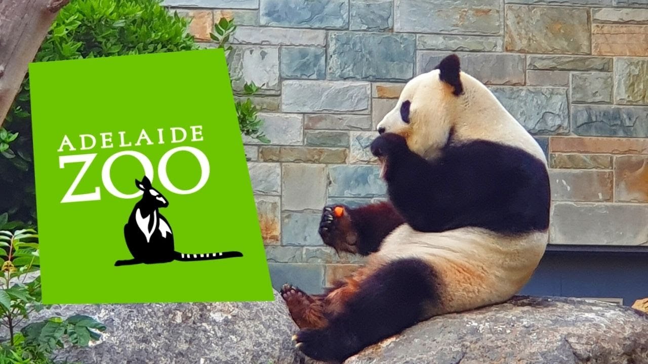 Adelaide Zoo, South Australia: Panda & Friends Experience