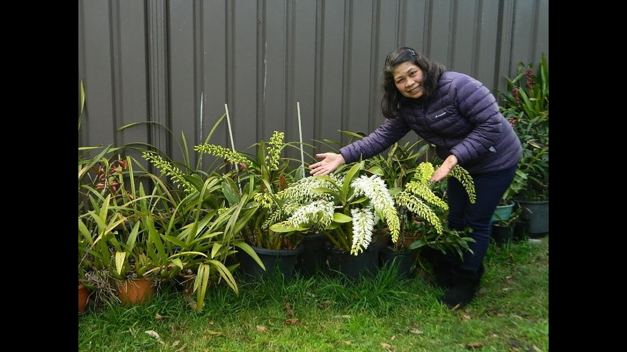 My rock orchids l Cane lily l Rock lily l  Dendrobium speciosum