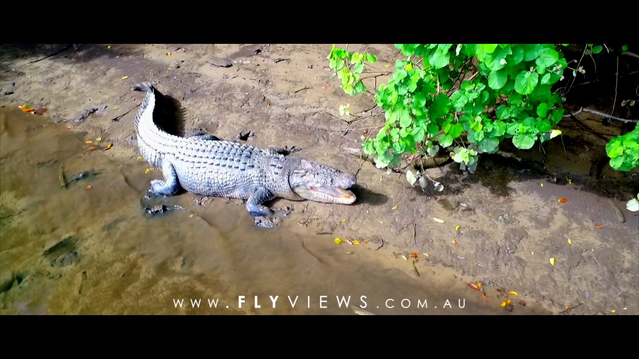 Daintree River Cruise Centre  Tour