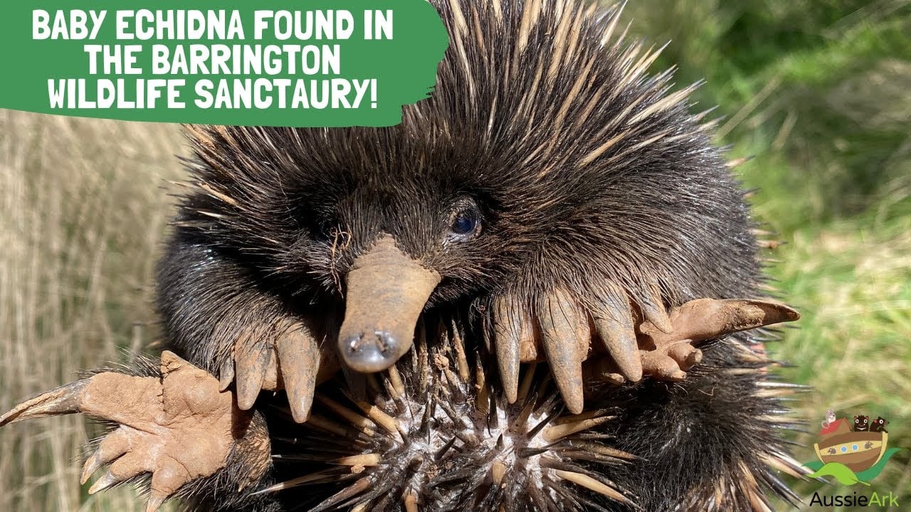 BABY ECHIDNA FOUND IN THE BARRINGTON WILDLIFE SANCTAURY!