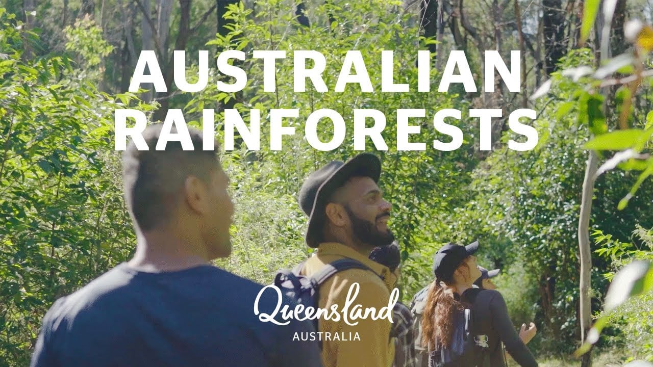 How to explore the Gondwana Rainforests of Australia