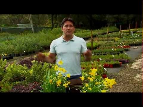 Jamie Durie gets his hands dirty for Daffodil Day