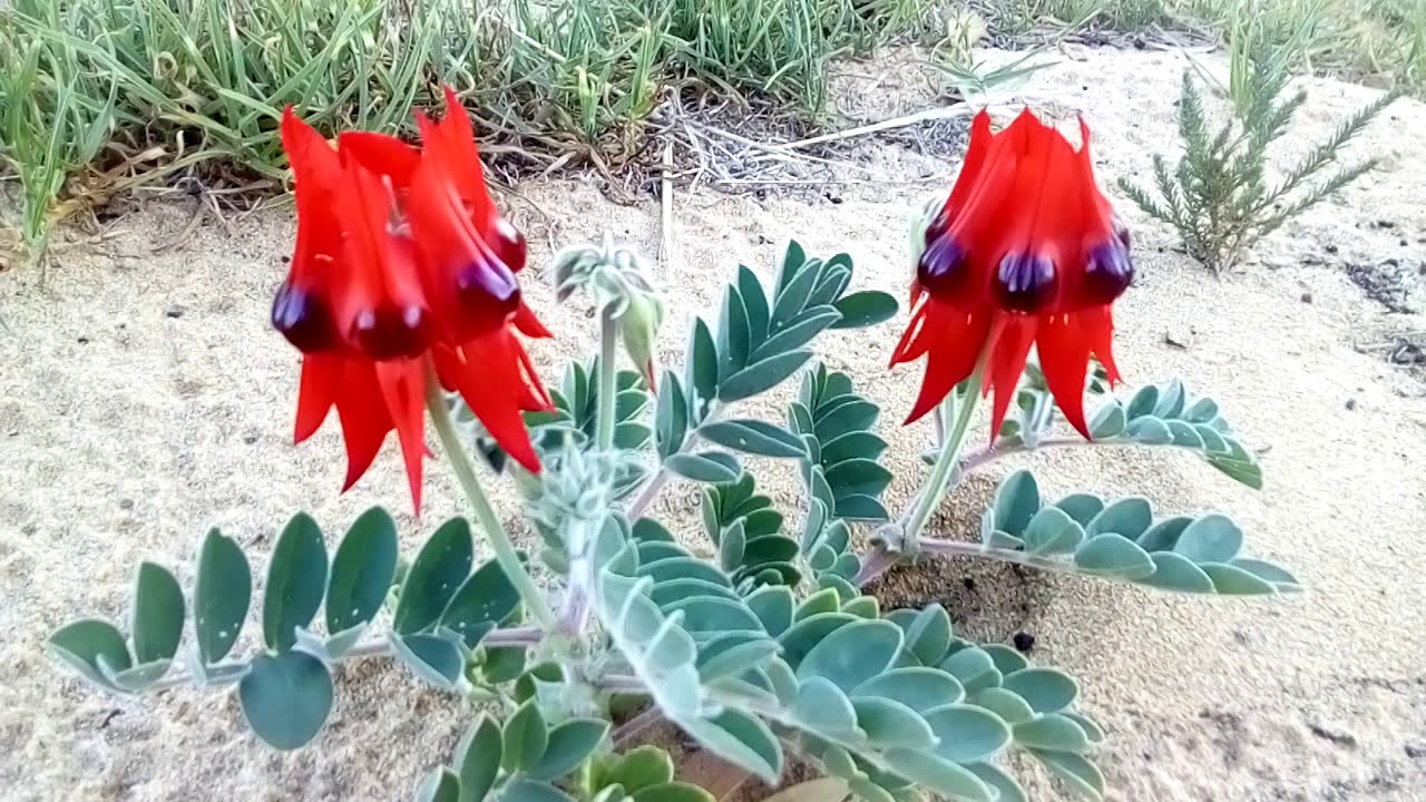 Sturt desert pea ..