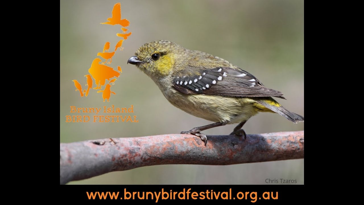 Bruny Island Bird Festival 2018 Video