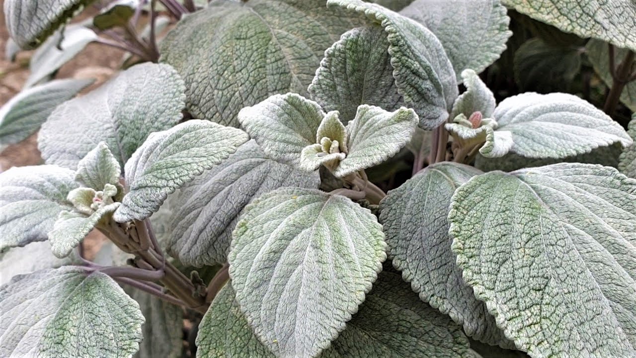 Plectranthus argentatus - Silver spurflower