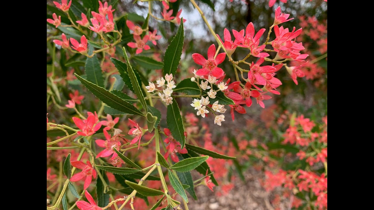NSW Christmas Bush - Ceratopetalum gummiferum