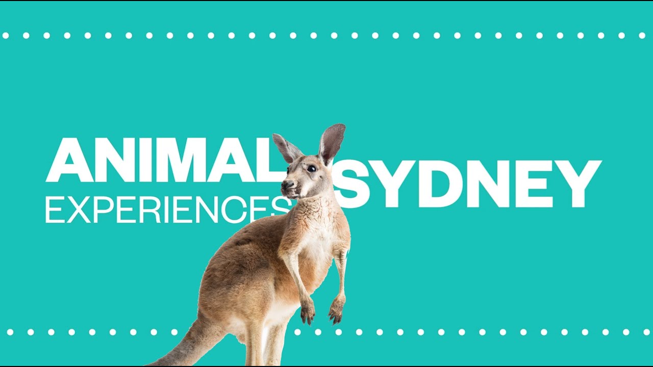 Animal Experiences: Sydney