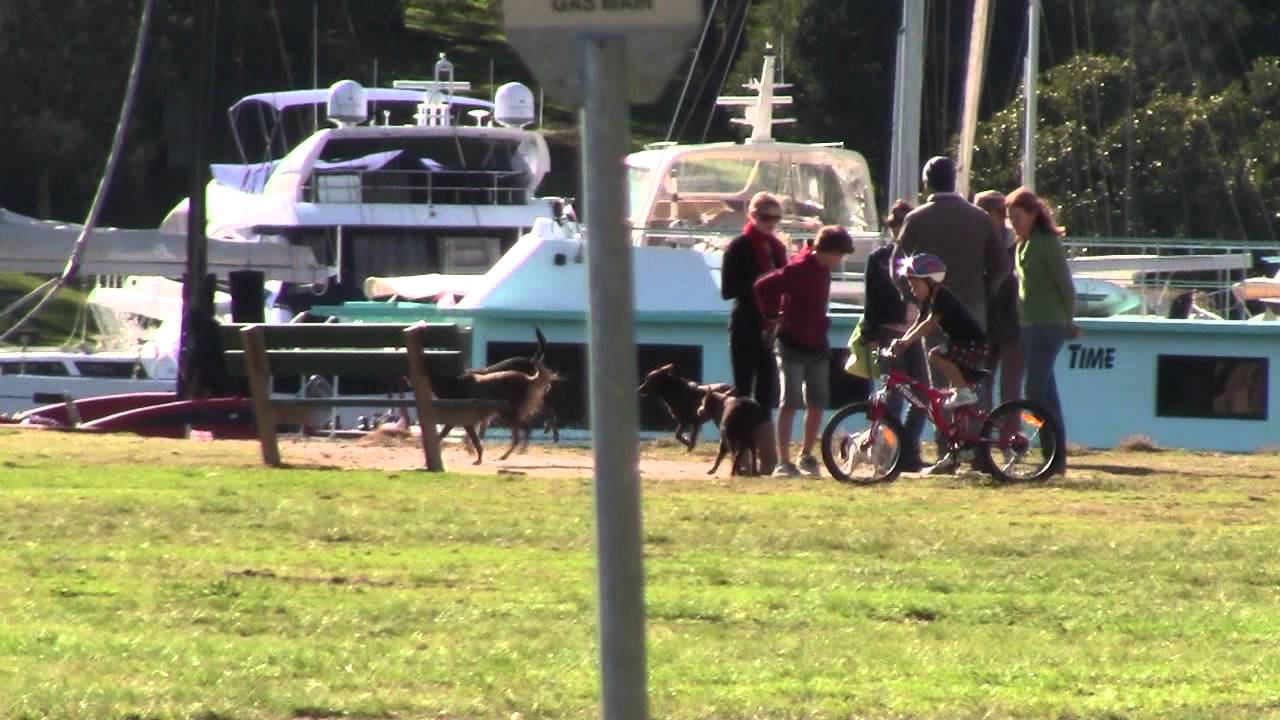 DOGS AT ROWLAND RESERVE, BAYVIEW 720p