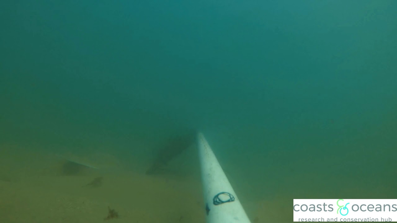 Mooloolaba Beach, fish in the surf zone