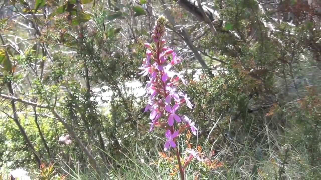 Grass Trigger plant, Mt Buffalo, Victoria, Australia