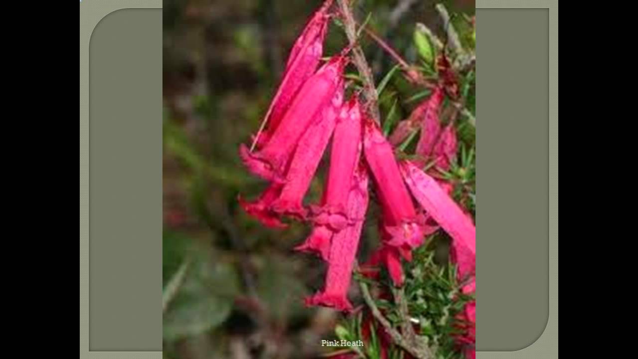 Pink Heath