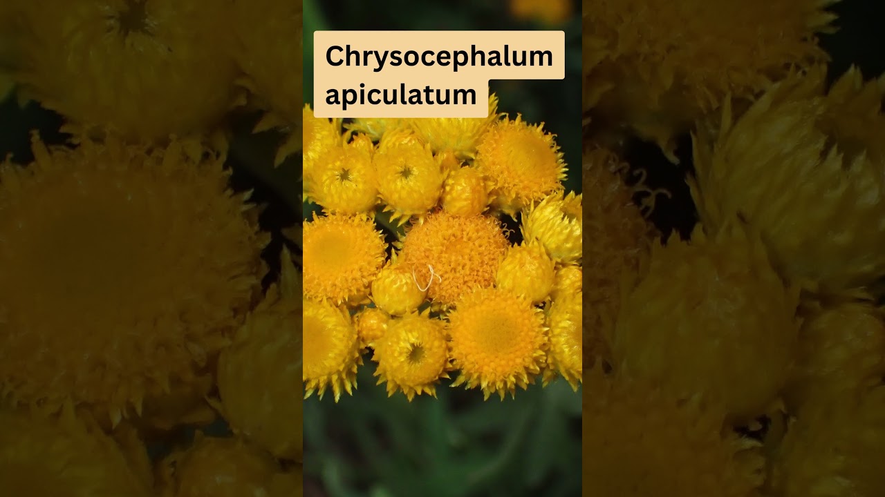 Chrysocephalum apiculatum 