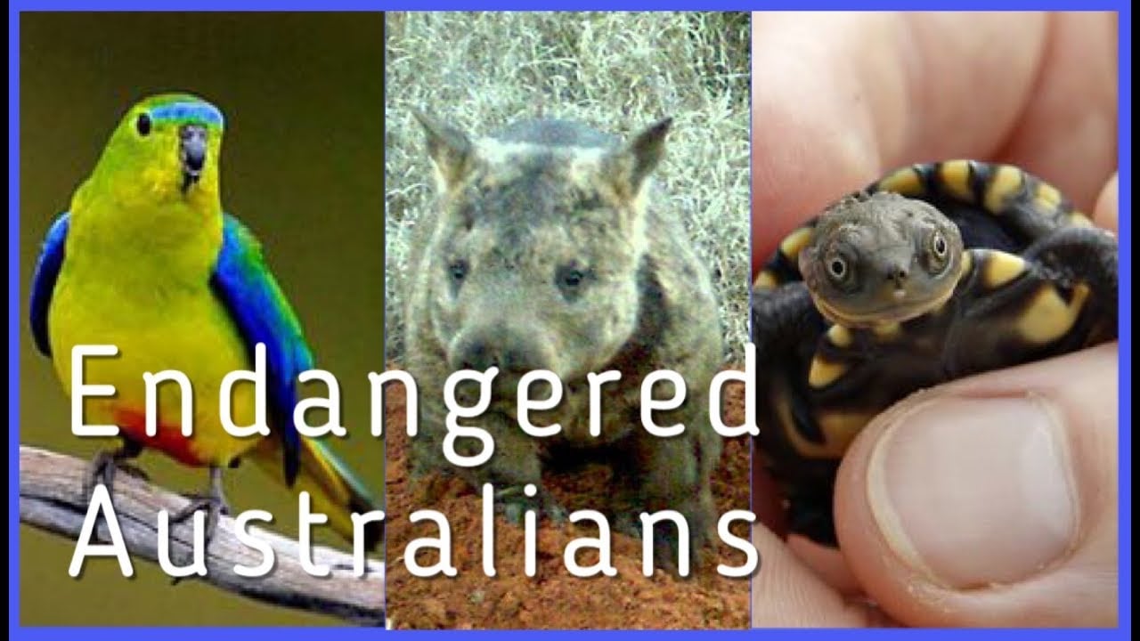 5 Critically  Endangered Australians You Need To Know About