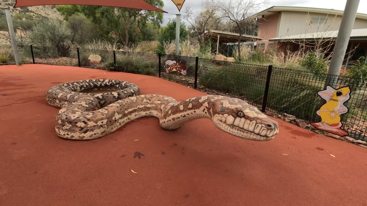 A Day in Alice Springs Desert Park, NT, Australia