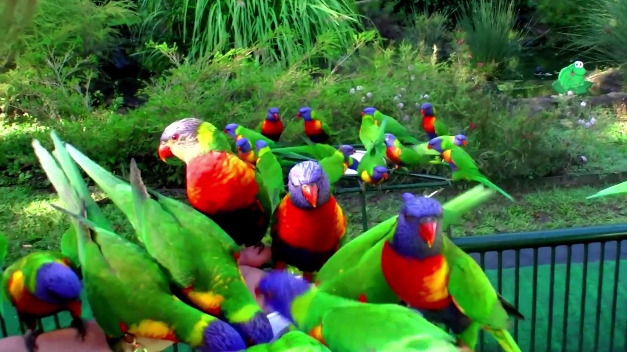 Currumbin Wildlife Sanctuary: Gold Coast, Australia