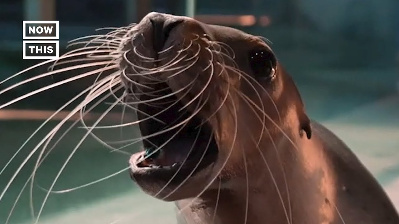 Seals Get 