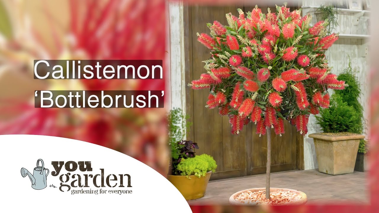 Callistemon 