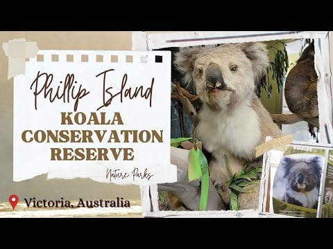 Koala Conservation Reserve, Phillip Island | Places to visit from Melbourne | Australia Travel Guide