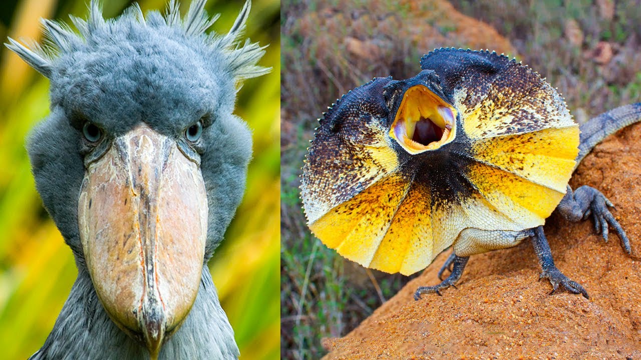 5 Most Exotic Animals In Australia | Rare Animals You Didn