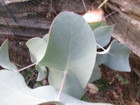 Spinning Gum Eucalyptus Tree