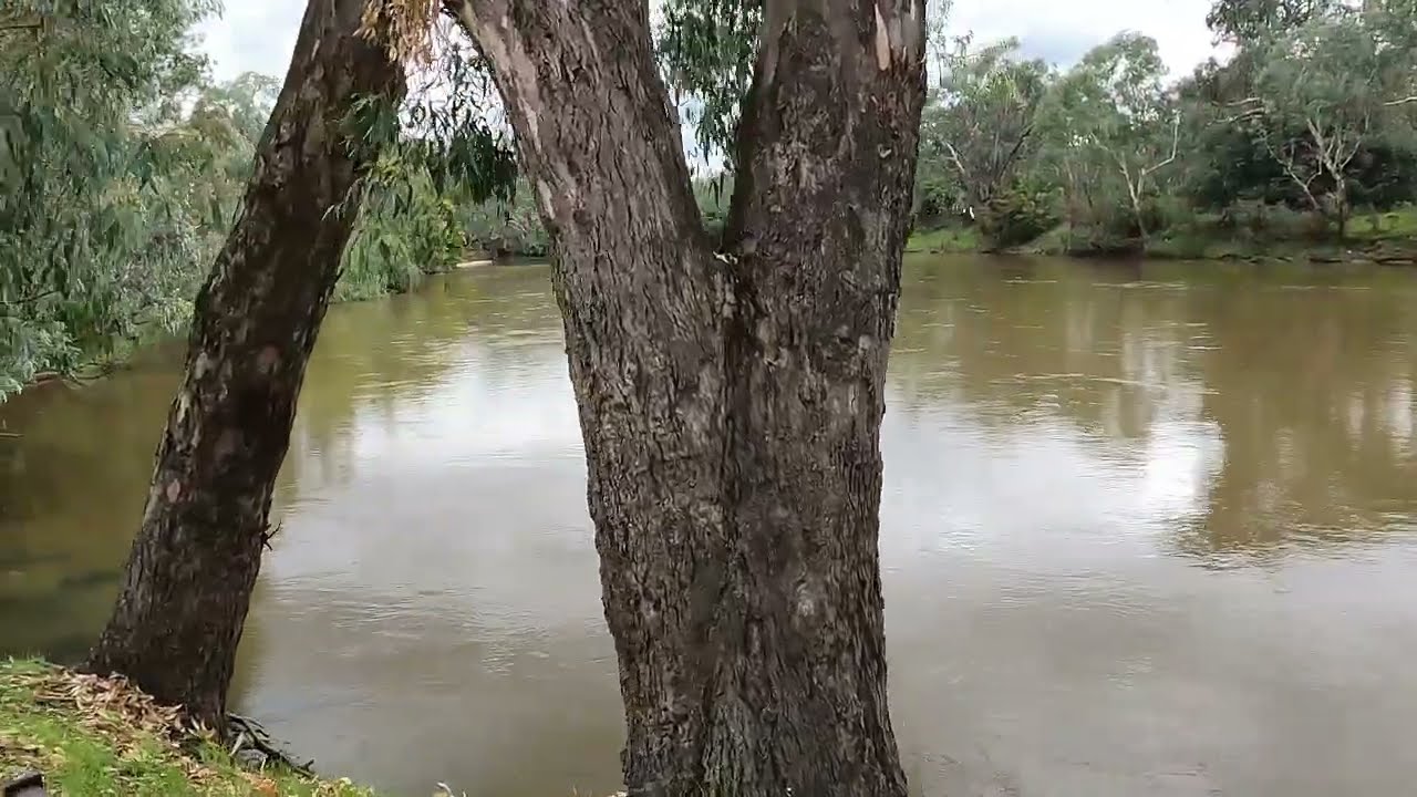 Walking Along Murray River Albury, NSW, Australia