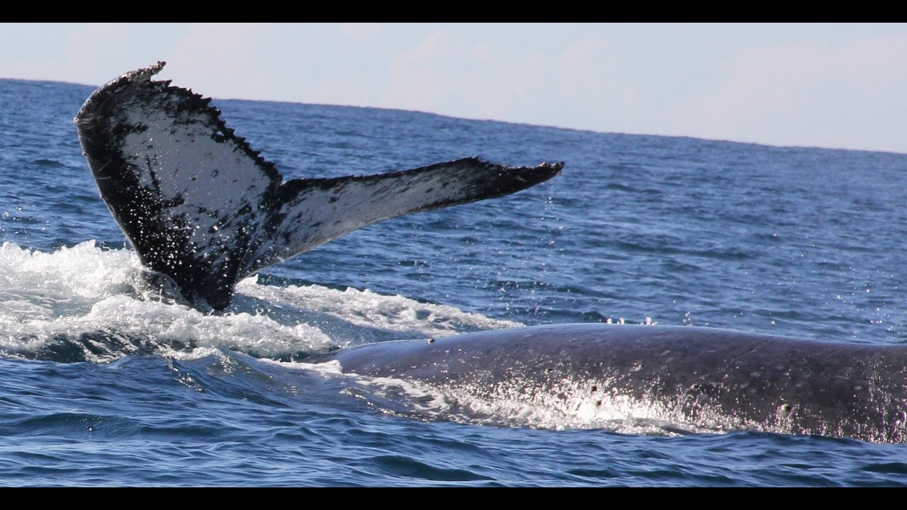 2022 Whale Watching at Port Macquarie