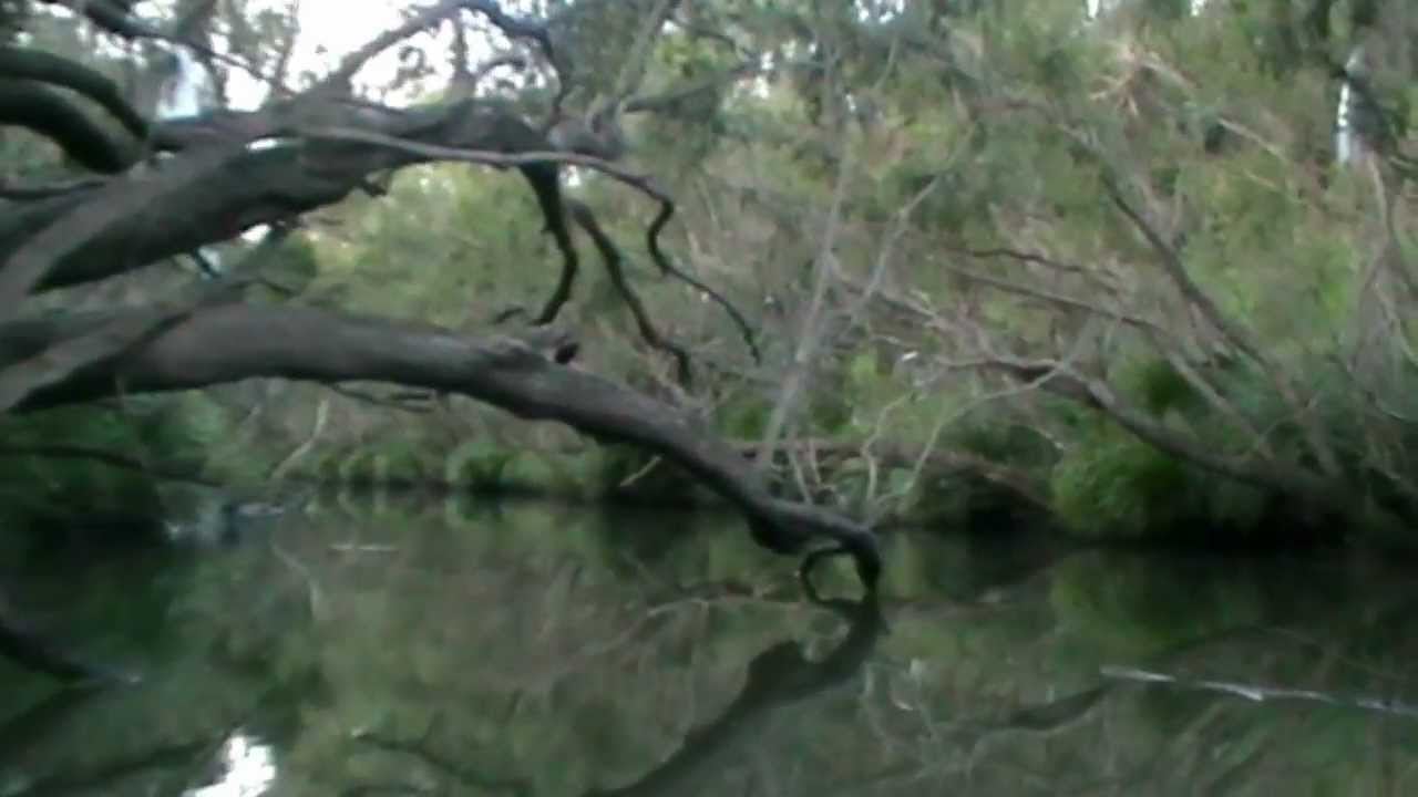 Bremer River Kayak Tour