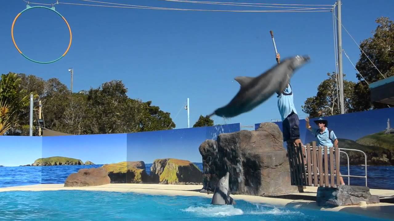 Dolphin Marine Magic and Pet Porpoise Pool in Coffs Harbour by Grasshopper Travel