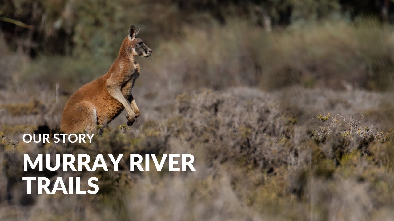 Murray River Trails: Our Story | Australian Wildlife Journeys