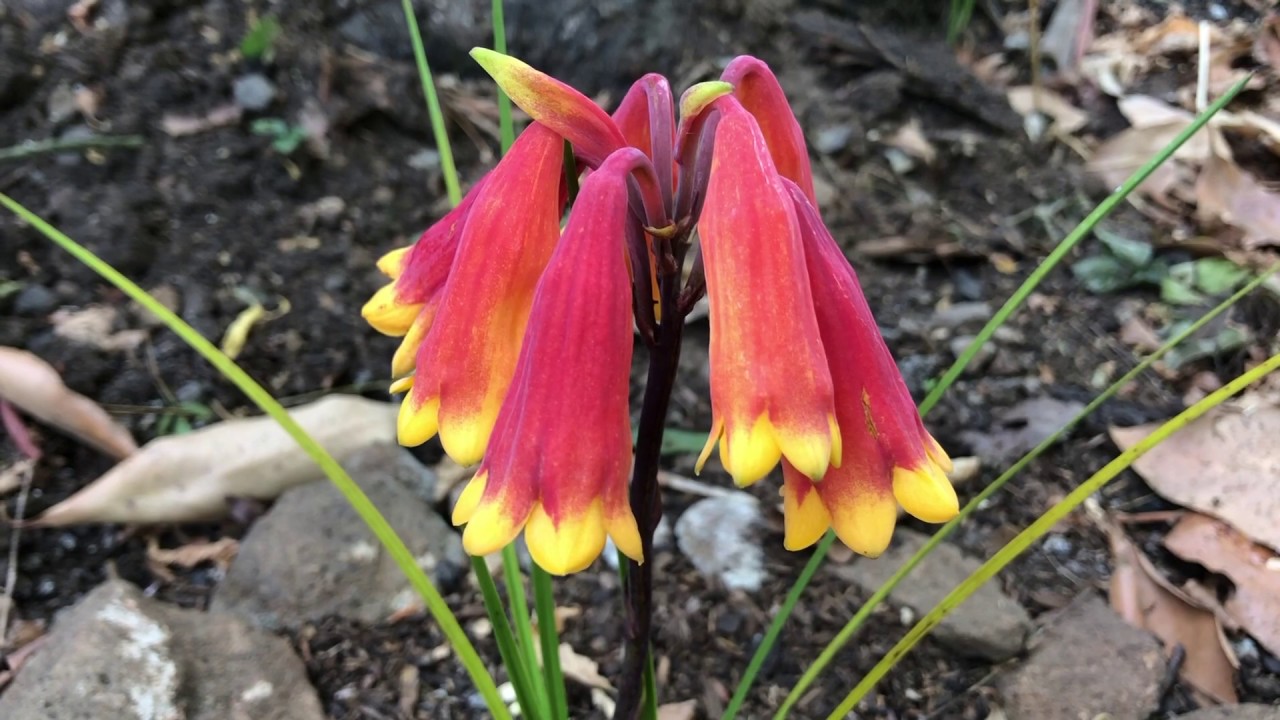 Blandfordia grandiflora - Christmas Bells - Australian Native Plants