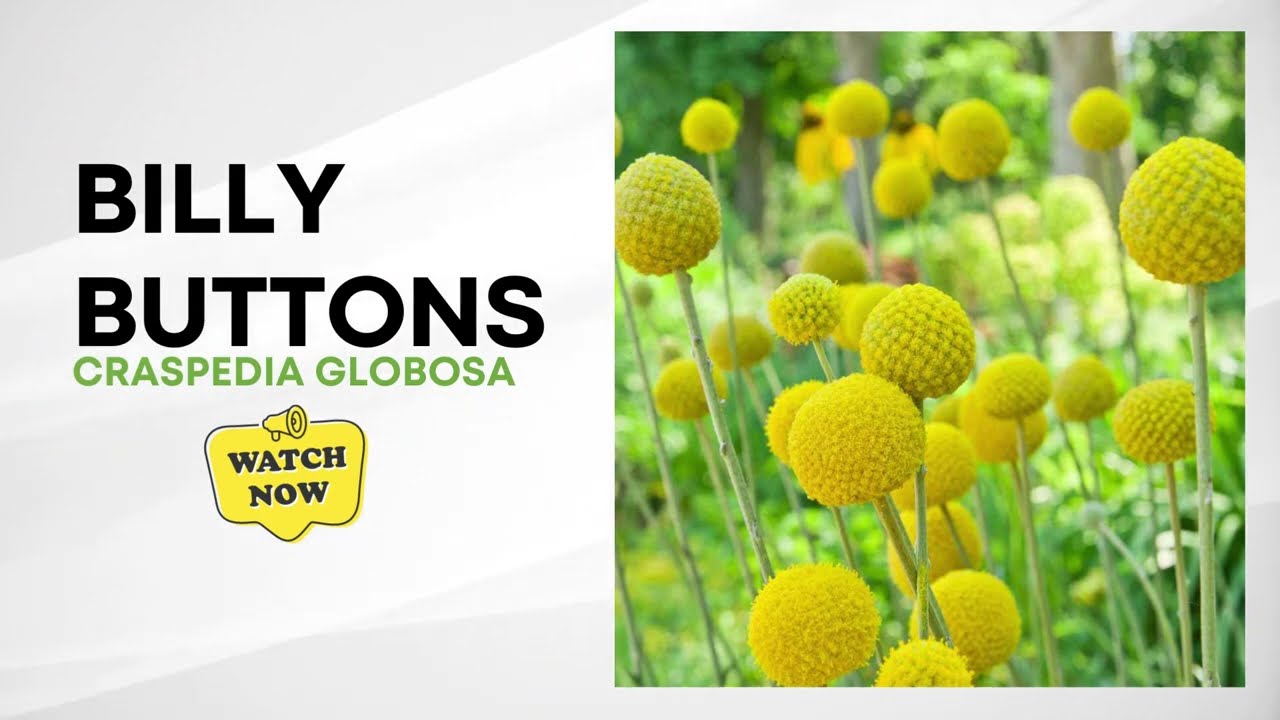 Craspedia Globosa | Billy Buttons | Drumstick Flower