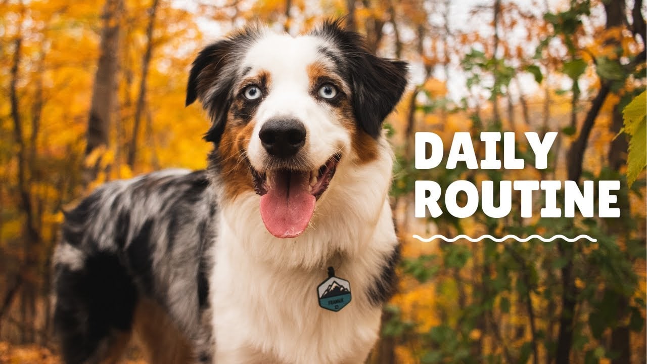 Mini Australian Shepherd Daily Exercise Routine