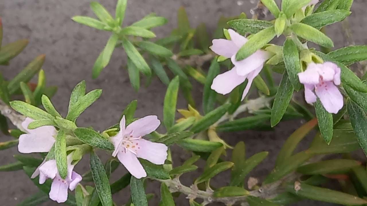 Westringia fruticosa (rosmarino australiano)