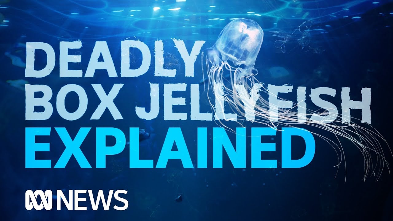 Box jellyfish: The world