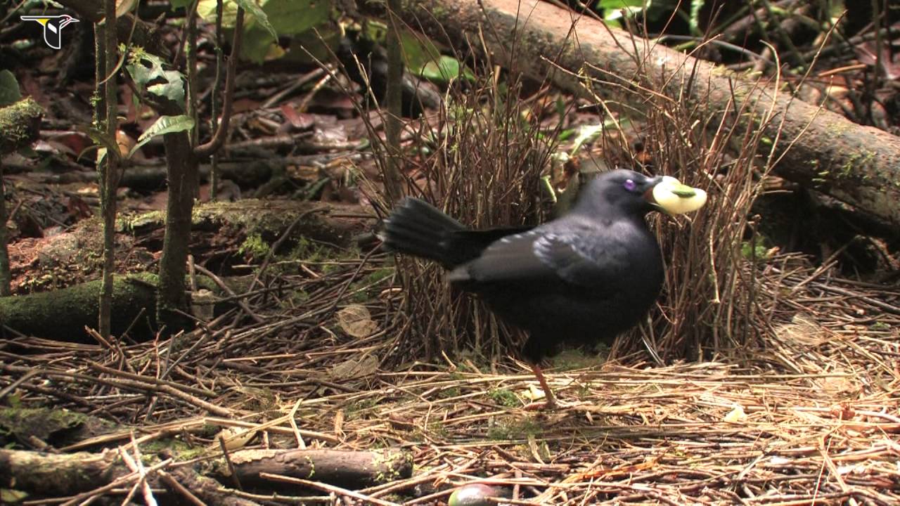 Female Satin Bowerbird Visiting Bower