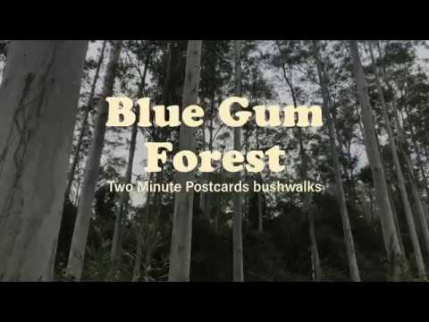 Barrington Tops National Park, Blue Gum Loop Walk