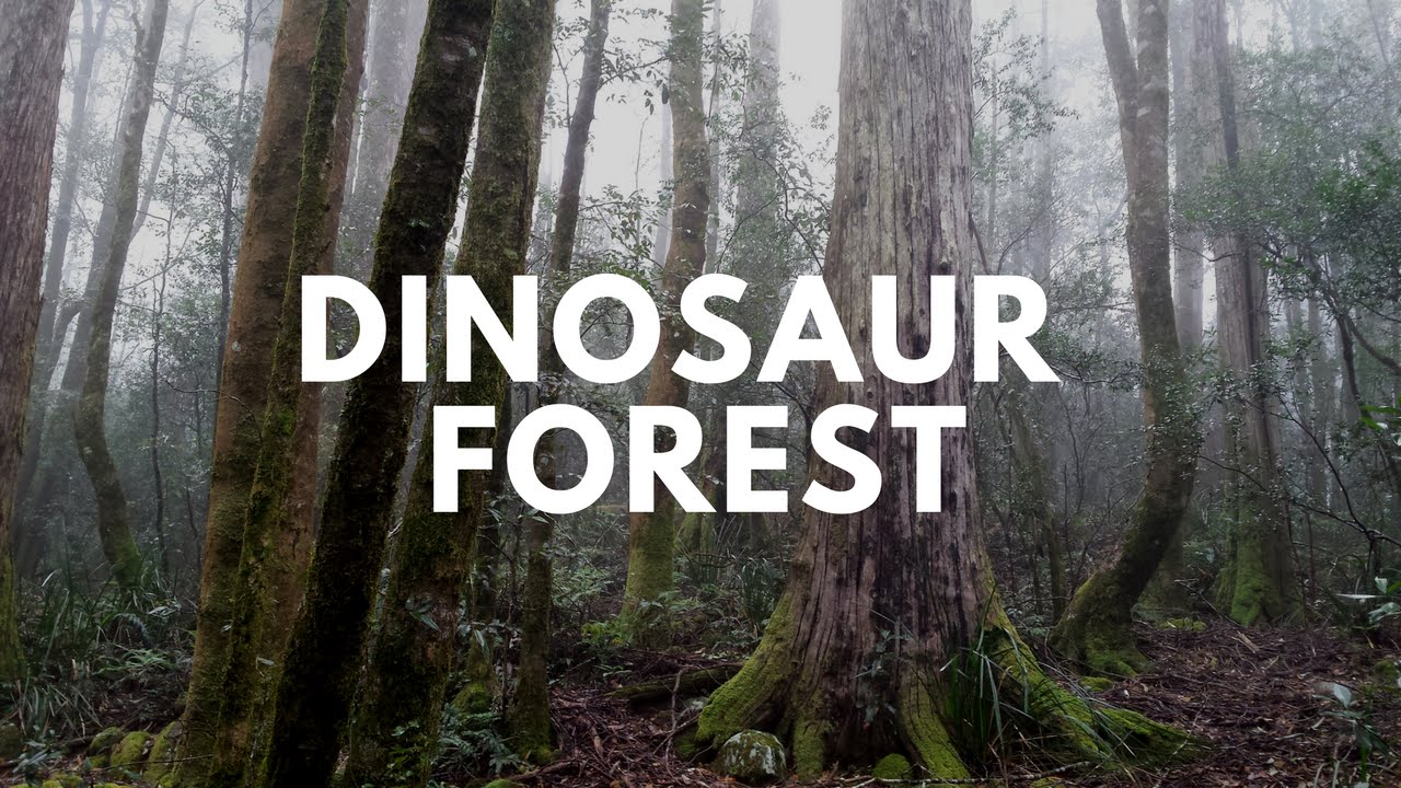 Antarctic Beech Forest, Gloucester Tops, NSW