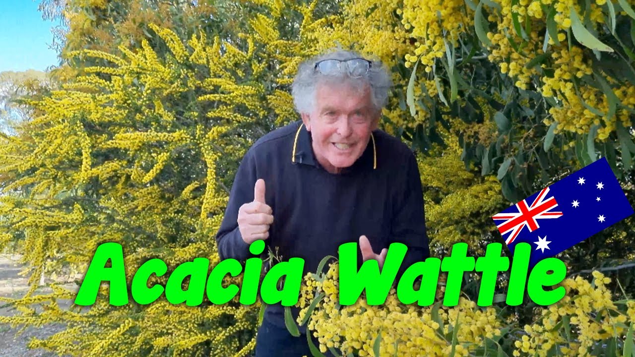 Acacia Wattle - 🇦🇺 Australia