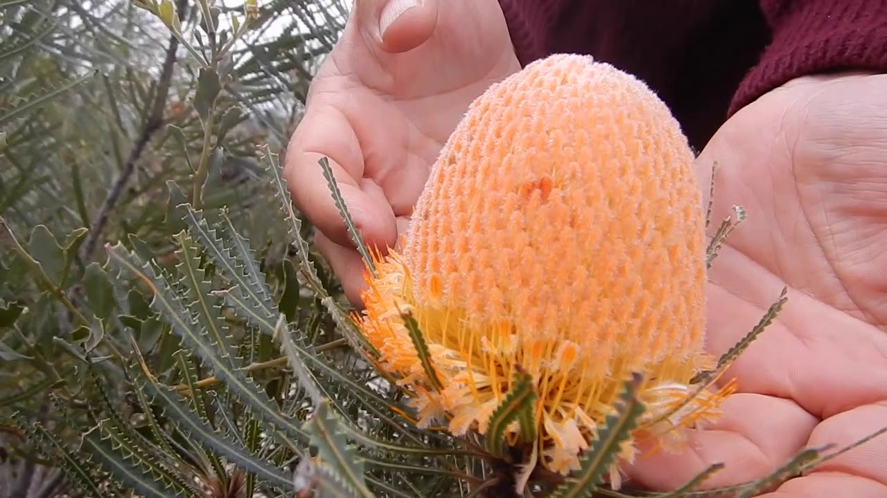 Banksia hookeriana - a classic Western Australian Banksia