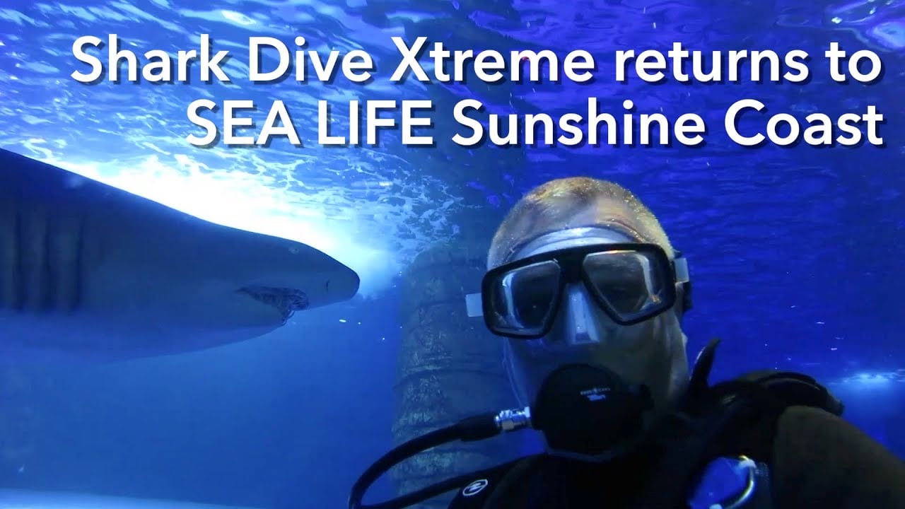 Shark Dive Xtreme returns to SEA LIFE Sunshine Coast