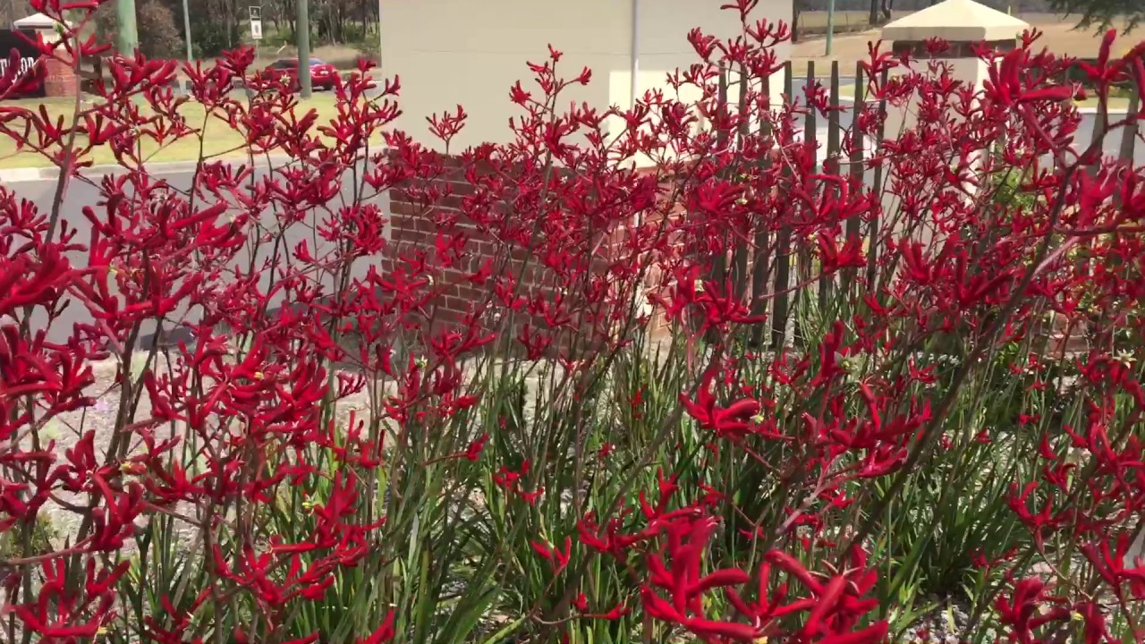 Kangaroo Paws are hard to grow!