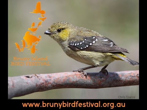 Bruny Island Bird Festival 2018 Video