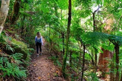 Lamington National Park