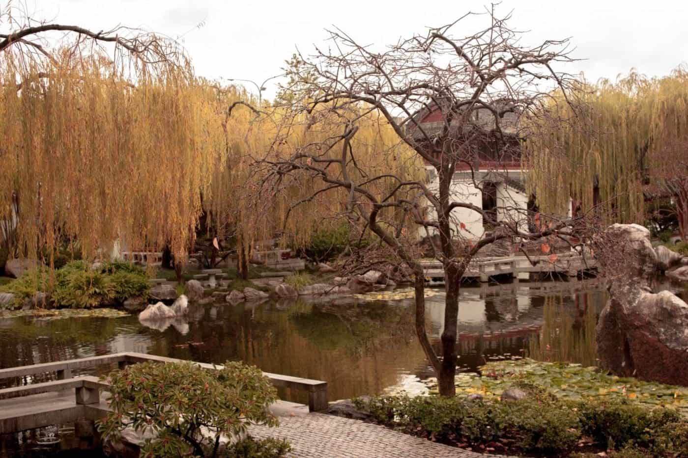 Serene Chinese Garden Pond with Weeping Willows