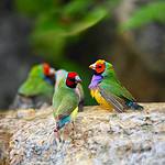 endangered animals