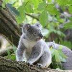 Lone Pine Koala Sanctuary