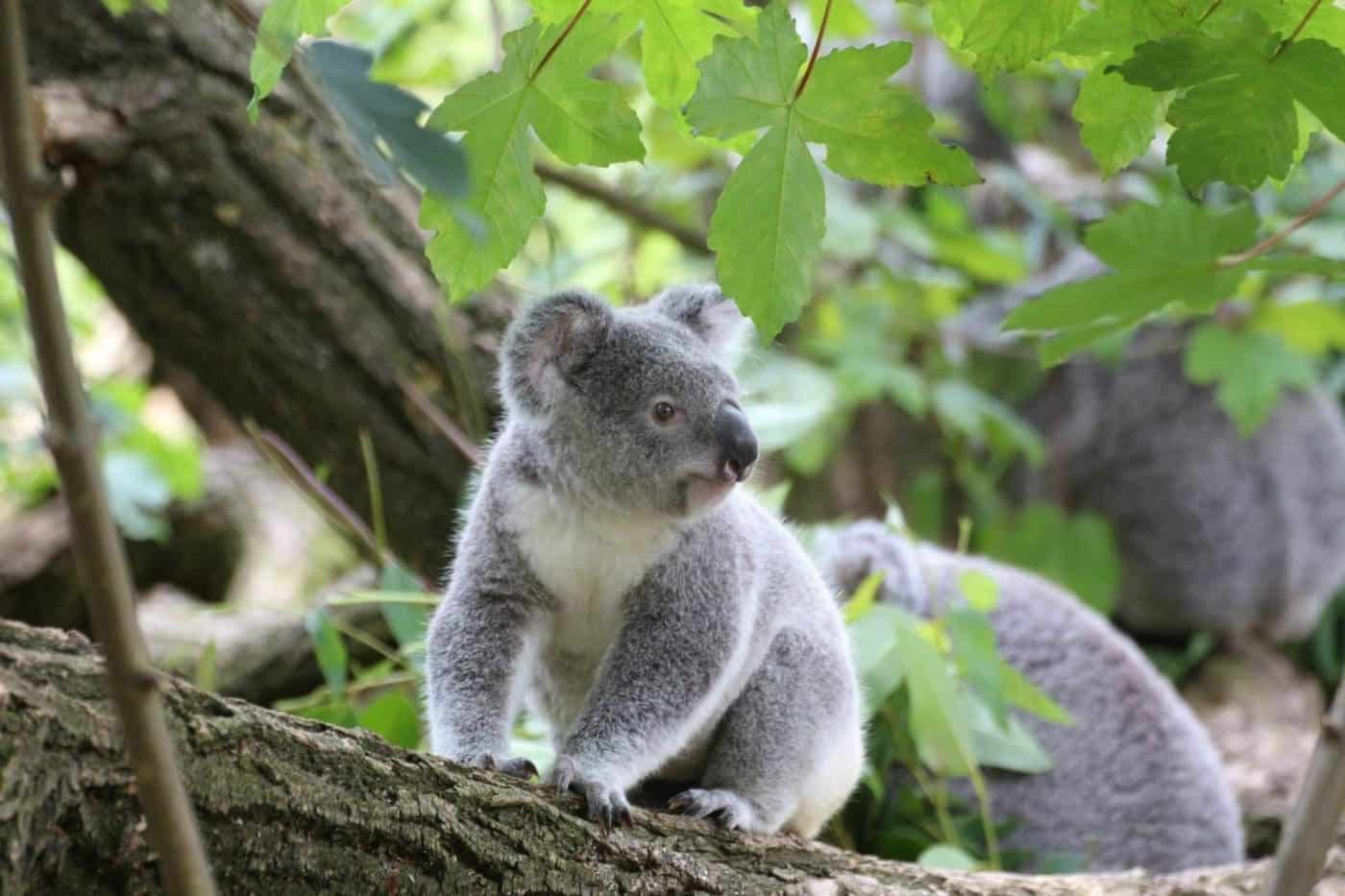 Lone Pine Koala Sanctuary
