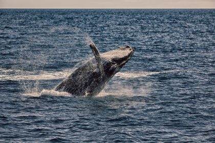 5 things to discover whale watching hervey bay